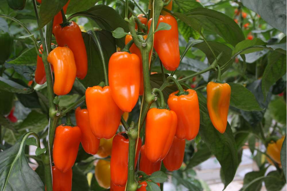 Paprika 'Flynn' (BIO frö)